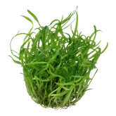 079 TC 小水蘭 Sagittaria subulata